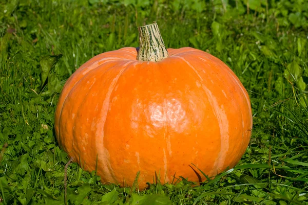 Beautiful pumpkin on a grass — Stock Photo, Image