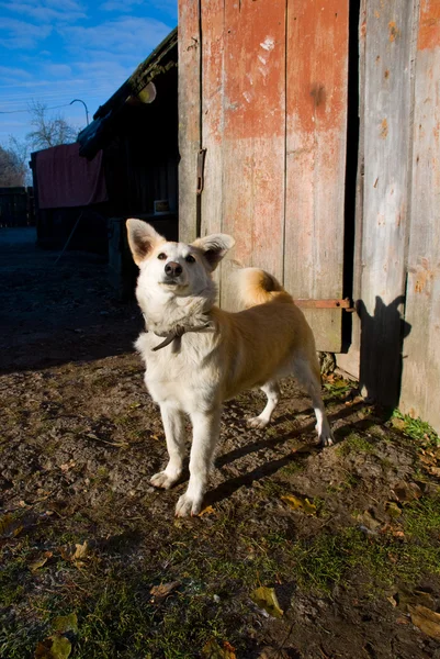 The dog in the village — Stock Photo, Image