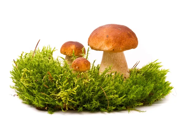 Beautiful boletus mushrooms on moss. Isolated on studio white ba — Stock Photo, Image