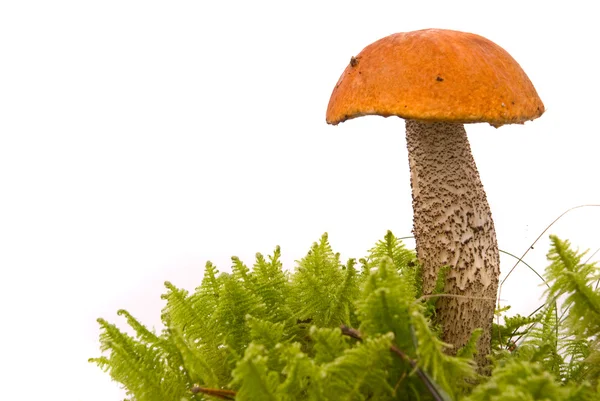 Beautiful Orange-cap boletus mushroom on moss. Isolated on studi — Stock Photo, Image