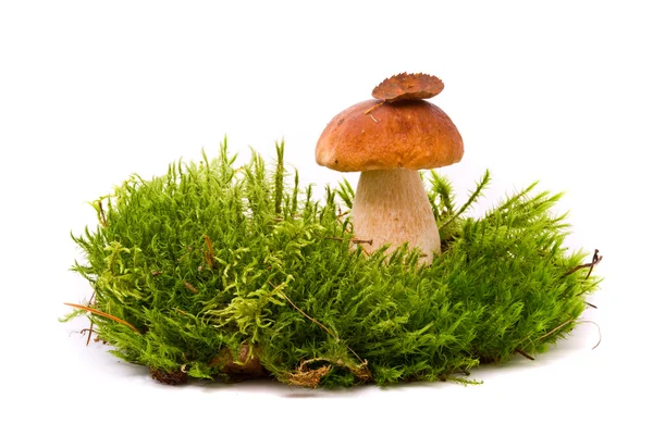 Güzel boletus mantar üzerinde moss. Studio izole beyaz bac — Stok fotoğraf