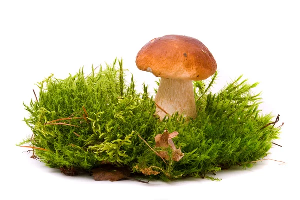 美丽牛肝菌蘑菇苔藓上。孤立在工作室上白色的 bac — 图库照片