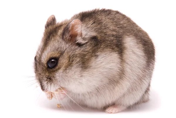 Hamster nain mangeant des graines de citrouille — Photo