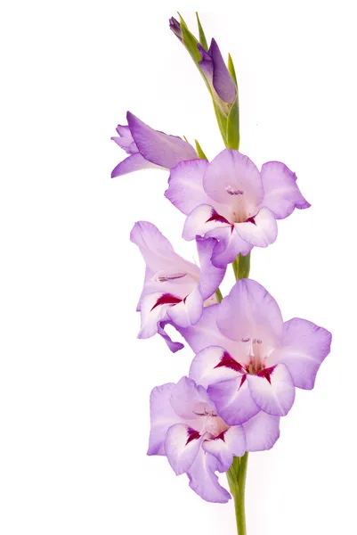 Lindo Gladiolus. Estúdio tiro no fundo branco — Fotografia de Stock