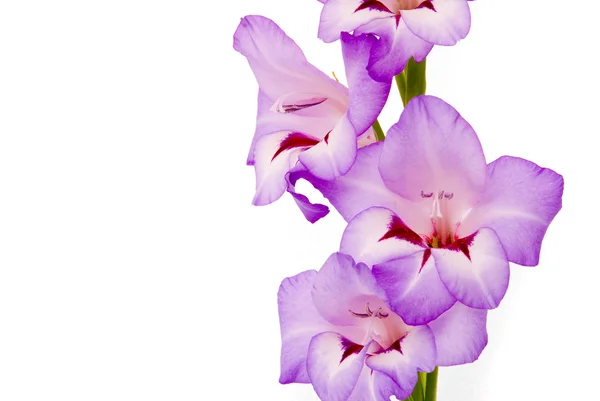 Lindo Gladiolus. Estúdio tiro no fundo branco — Fotografia de Stock