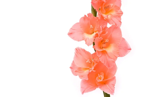 Schöne Gladiolen auf weißem Hintergrund — Stockfoto