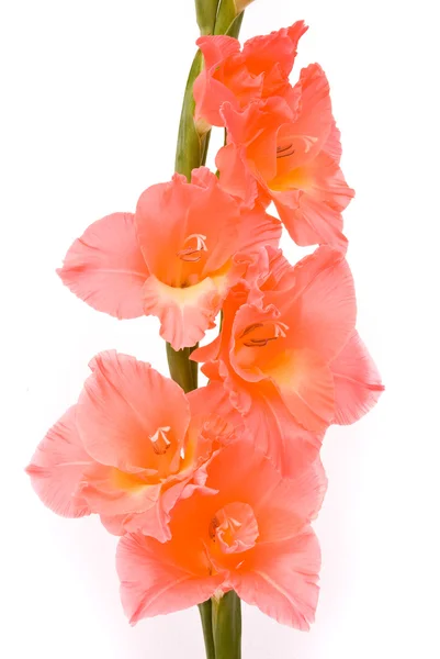 Vackra gladiolus på vit bakgrund — Stockfoto