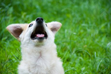 Çimlerin üzerindeki köpek.