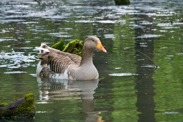 Goose on the nature — Stock Photo, Image