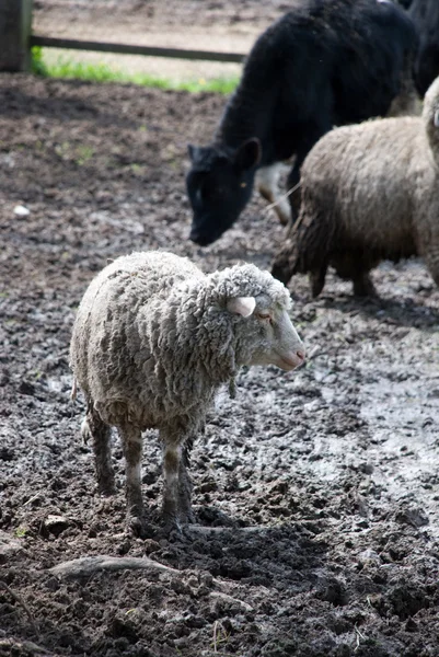 Brudne owiec — Zdjęcie stockowe