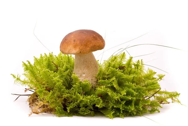 美丽牛肝菌蘑菇苔藓上。孤立在工作室上白色的 bac — 图库照片