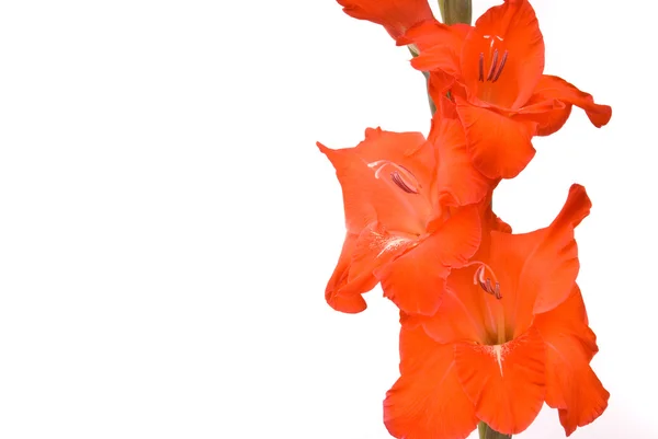 Mooie gladiolen op witte achtergrond — Stockfoto