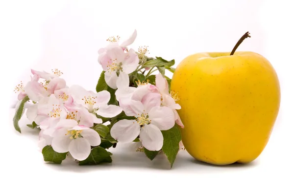 Reifer Gelber Apfel und Apfelbaumblüten auf weißem Hintergrund — Stockfoto