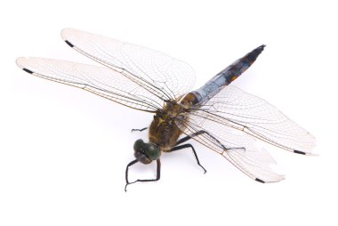 Orthetrum cancellatum. Male Black-tailed Skimmer dragonfly on wh clipart