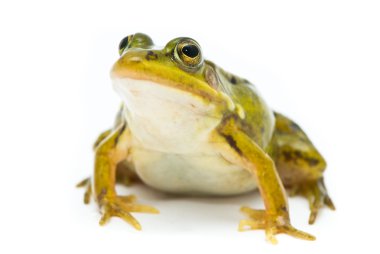 Rana esculenta. Green (European or water) frog on white backgrou clipart