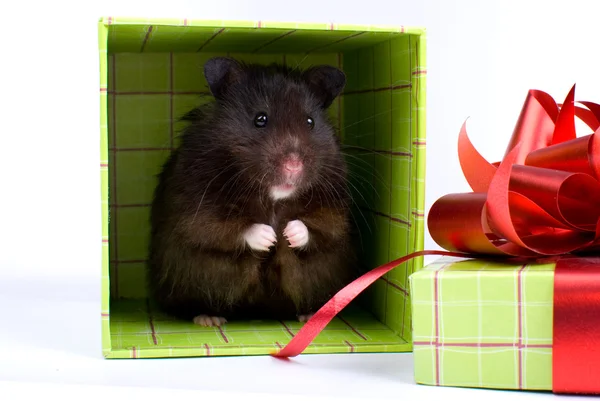 Zwarte Syrische hamster als een geschenk in vak op witte achtergrond — Stockfoto