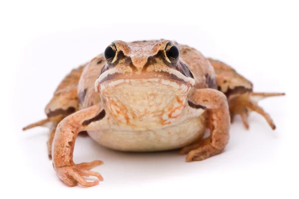 Rana arvalis. Moor frog on white background. — Stock Photo, Image