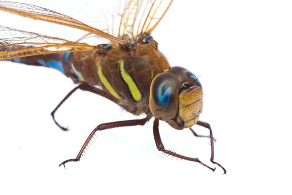 Aeshna κάκτων σε φλυτζάνι. Νότια Hawker dragonfly (μπλε Darner) σε λευκό — Φωτογραφία Αρχείου