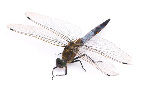 Orthetrum cancellatum. mannelijke black-tailed skimmer dragonfly op wh — Stockfoto