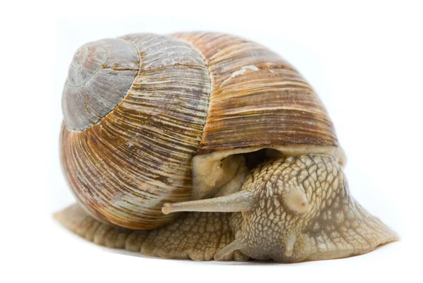 Helix pomatia. Big Roman snail on a white background. — Stock Photo, Image