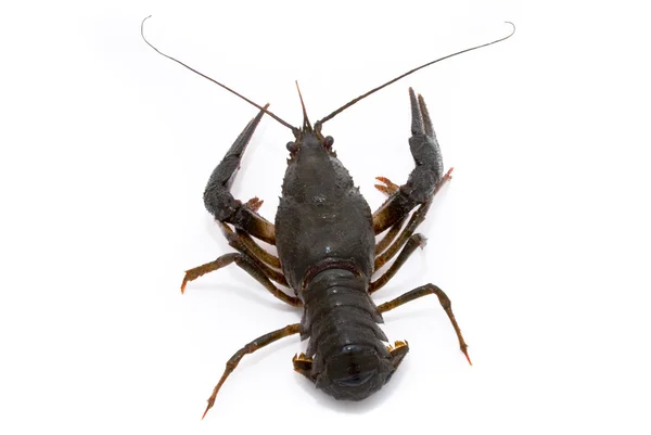 Astacus leptodactylus. Narrow-clawed crayfish on white backgroun — Stock Photo, Image