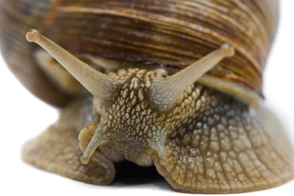 Helix pomatia. Big Roman snail on a white background. — Stock Photo, Image