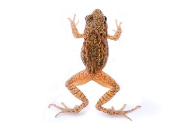 Rana temporaria. Small Grass frog on white background. clipart