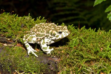 Bufo viridis. Green toad on nature background. clipart