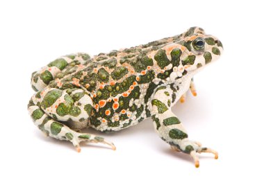 Bufo viridis. Green toad on white background. clipart