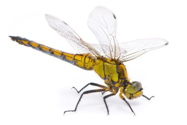 Orthetrum cancellatum. Female Black-tailed Skimmer dragonfly on clipart