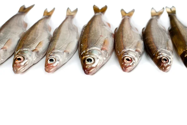 Small fishes background — Stock Photo, Image