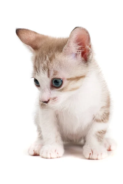 Mały kotek na białym tle na białym tle — Zdjęcie stockowe