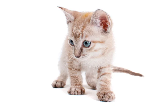 Kleines Kätzchen isoliert auf weißem Hintergrund — Stockfoto