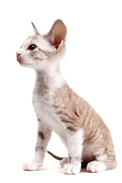 Kociak Sfinks mało na białym tle na białym tle — Zdjęcie stockowe