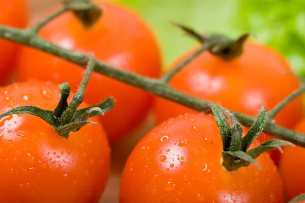 Gros plan de tomates cerises — Photo