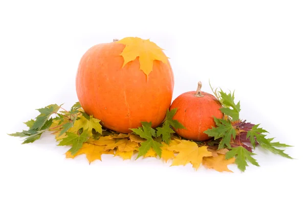 Dýně s podzimními listy na bílém pozadí — Stock fotografie