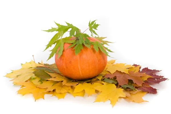 Abóbora com folhas de outono no fundo branco — Fotografia de Stock