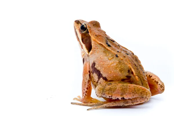 Rana arvalis. żaba na białym tle moczarowa. — Zdjęcie stockowe