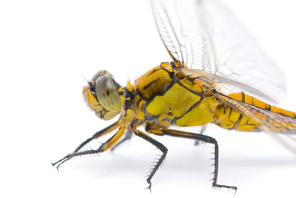 Orthetrum cancellatum. Female Black-tailed Skimmer dragonfly on — Stock Photo, Image