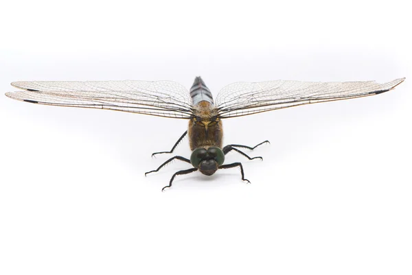 Orthetrum cancellatum. mannelijke black-tailed skimmer dragonfly op wh — Stockfoto