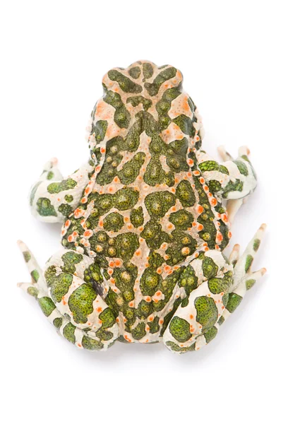 ヒキガエル viridis。白い背景の上の緑色のヒキガエル. — ストック写真
