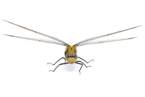 Orthetrum cancellatum. Weibliche Schwarzschwanz-Skimmer-Libelle auf — Stockfoto