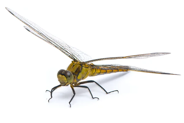 stock image Orthetrum cancellatum. Female Black-tailed Skimmer dragonfly on