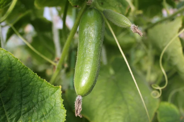 Green cucumber — Stock Photo, Image