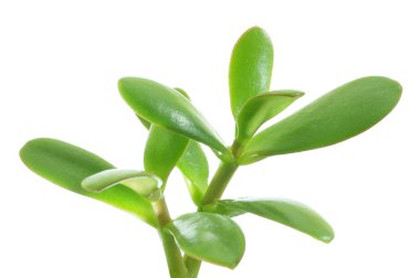 Green plant clipart