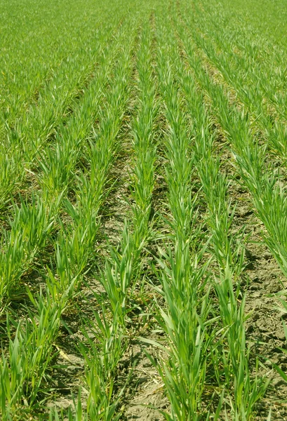 stock image Row of green grass