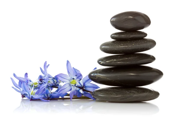 Черные камни и синие цветы — стоковое фото