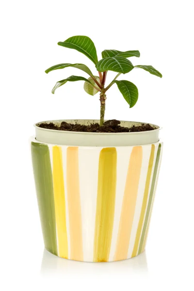 Pot with house plant — Stock Photo, Image