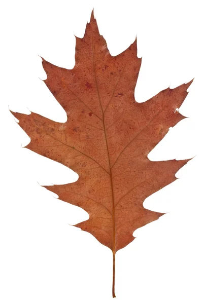 Старый сухой лист — стоковое фото