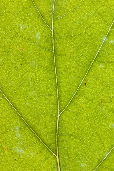 Текстура зеленого листа сухой — стоковое фото